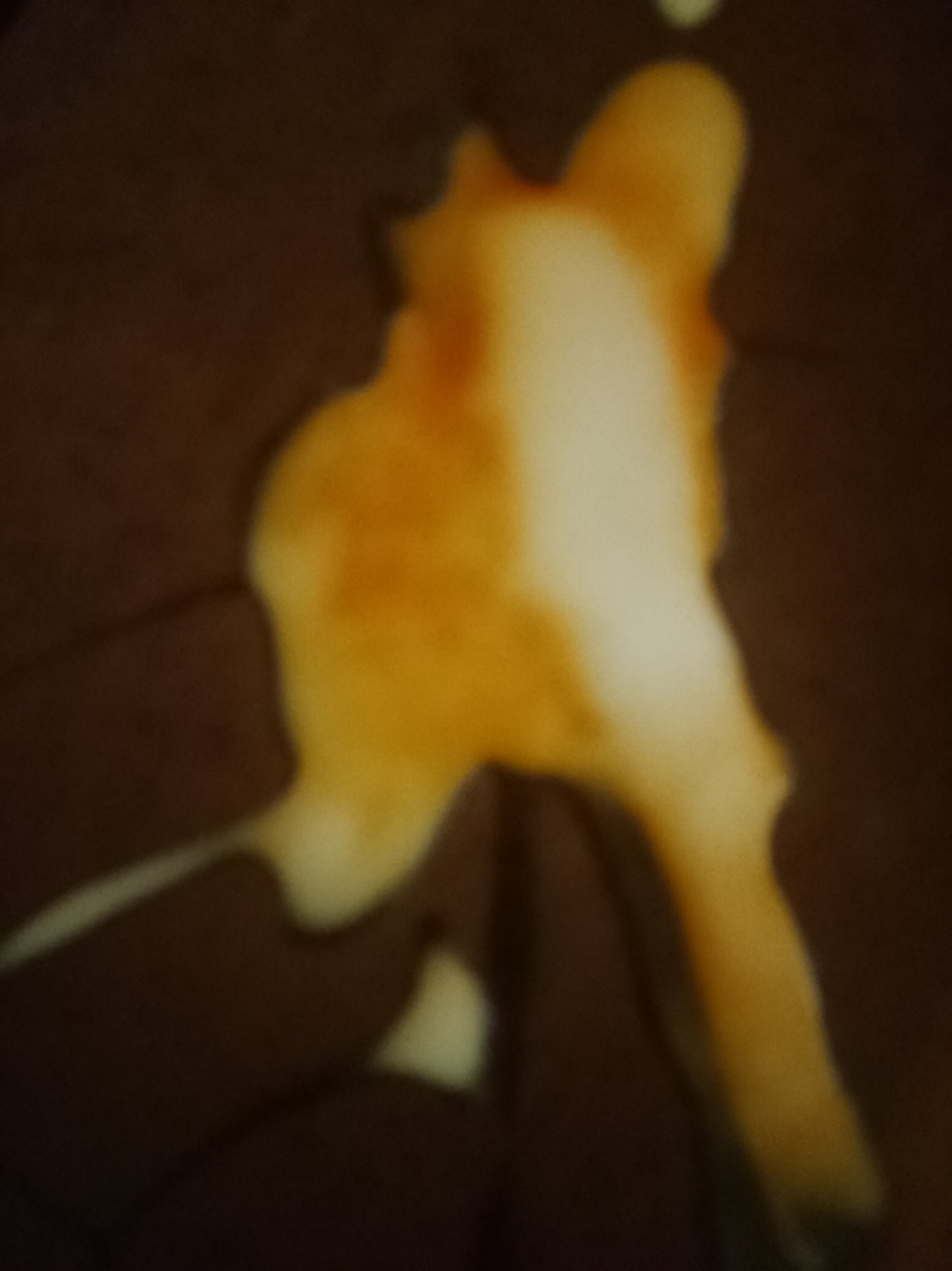 Thauma - Saw a Human Form (Minus Fly) - 2025